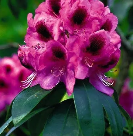 Otel Ammerlaender Hof